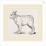 Pretended Ifybrid of Bear and Dog by Anonymous