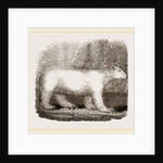 Polar Bear by Anonymous