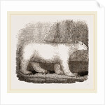 Polar Bear by Anonymous