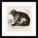 American Black Bear by Anonymous