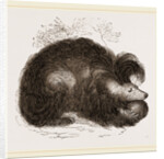 Sloth-Bear by Anonymous