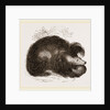 Sloth-Bear by Anonymous