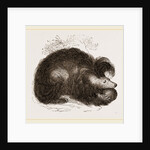 Sloth-Bear by Anonymous