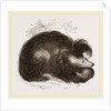 Sloth-Bear by Anonymous