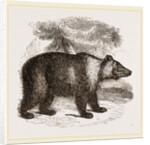 Siberian Bear by Anonymous