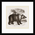 Siberian Bear by Anonymous