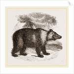 Siberian Bear by Anonymous