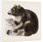 Grisly Bear by Anonymous