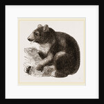 Grisly Bear by Anonymous