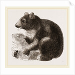 Grisly Bear by Anonymous