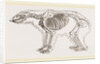 Skeletun of Polar Bear by Anonymous