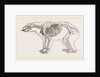 Skeletun of Polar Bear by Anonymous