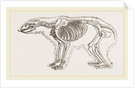 Skeletun of Polar Bear by Anonymous