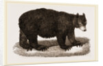American Black Bear by Anonymous