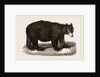 American Black Bear by Anonymous