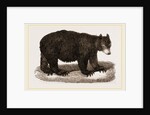 American Black Bear by Anonymous