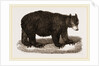 American Black Bear by Anonymous
