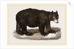 American Black Bear by Anonymous