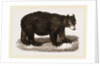 American Black Bear by Anonymous