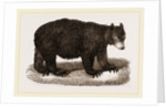 American Black Bear by Anonymous