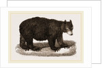 American Black Bear by Anonymous