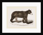 American Black Bear by Anonymous