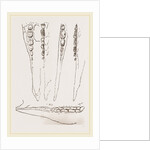 Teeth of Aard-vark by Anonymous