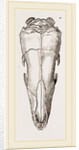 Skull of Short-tailed Manis by Anonymous