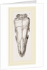 Skull of Short-tailed Manis by Anonymous