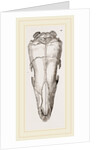 Skull of Short-tailed Manis by Anonymous