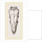 Skull of Short-tailed Manis by Anonymous