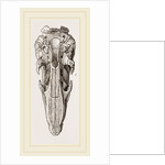 Skull of Short-tailed Manis by Anonymous