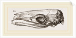 Skull of Short-tailed Manis by Anonymous