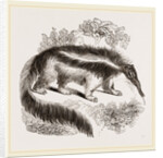 Great Ant-eater by Anonymous