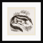 Great Ant-eater by Anonymous