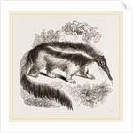 Great Ant-eater by Anonymous