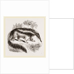 Great Ant-eater by Anonymous