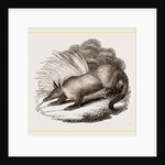 Aard-vark by Anonymous