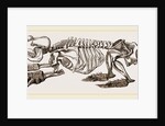 Skeleton of Pichiciago by Anonymous
