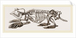 Skeleton of Pichiciago by Anonymous