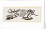 Skeleton of Pichiciago by Anonymous