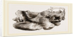 Remains of Skull Scelidotherium by Anonymous