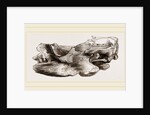 Remains of Skull Scelidotherium by Anonymous
