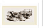 Remains of Skull Scelidotherium by Anonymous