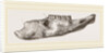 Lower Jaw of Mylodon Right branch by Anonymous