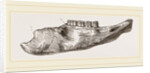 Lower Jaw of Mylodon Right branch by Anonymous