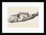 Lower Jaw of Mylodon Right branch by Anonymous
