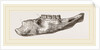 Lower Jaw of Mylodon Right branch by Anonymous