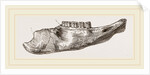 Lower Jaw of Mylodon Right branch by Anonymous