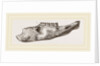 Lower Jaw of Mylodon Right branch by Anonymous